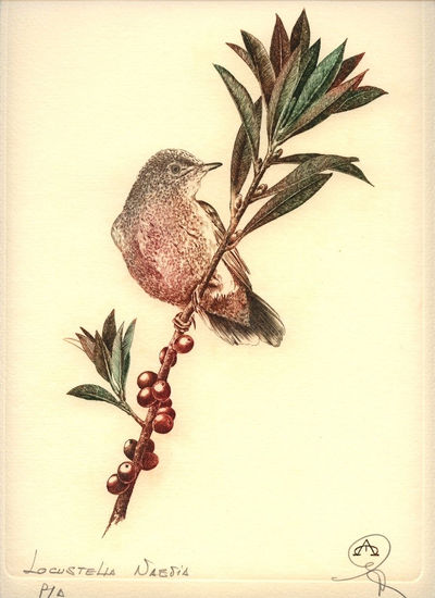 Pajaros - Locustella - naevia1 Rotogravure