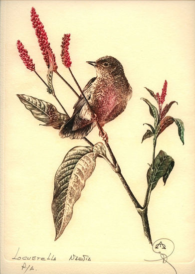 Pajaros - Locustella - naevia2 Rotogravure