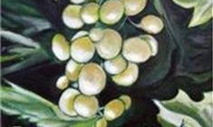 Frutas