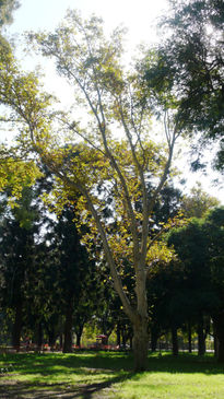 Árbol