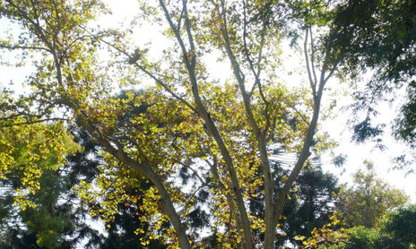 Naturaleza