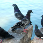 Naturaleza thumbnail 1