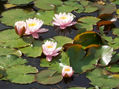 nenufares