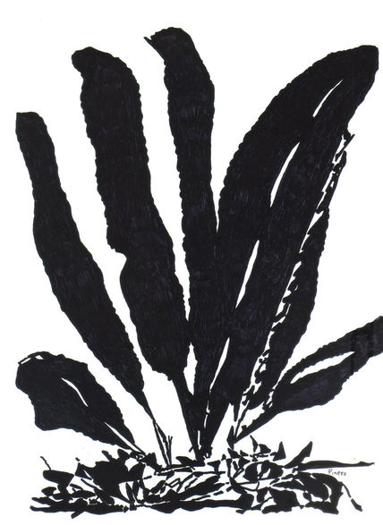 Escolopendriun