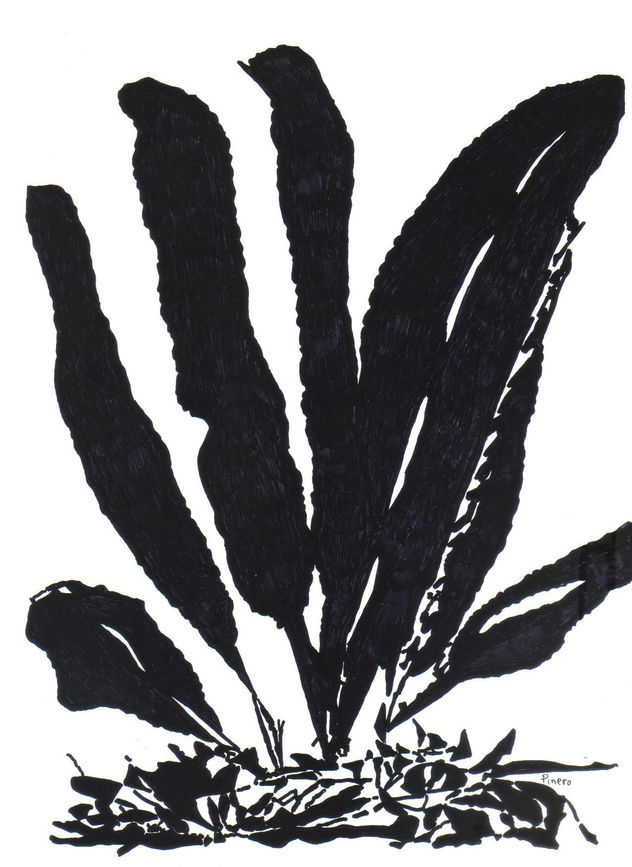 Escolopendriun
