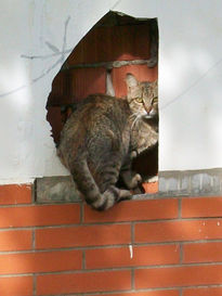 El gato observa