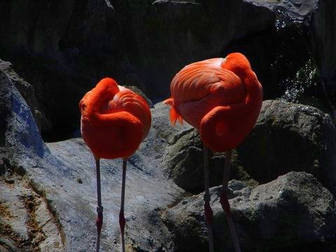 FLAMENCOS Nature Color (Digital)