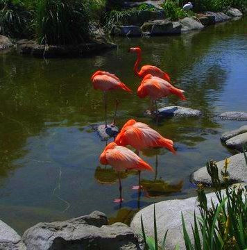 FLAMENCOS 