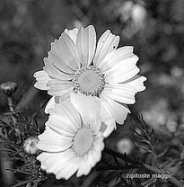 Primavera