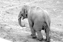 Elefante
