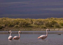 Flamencos