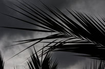 Palmera