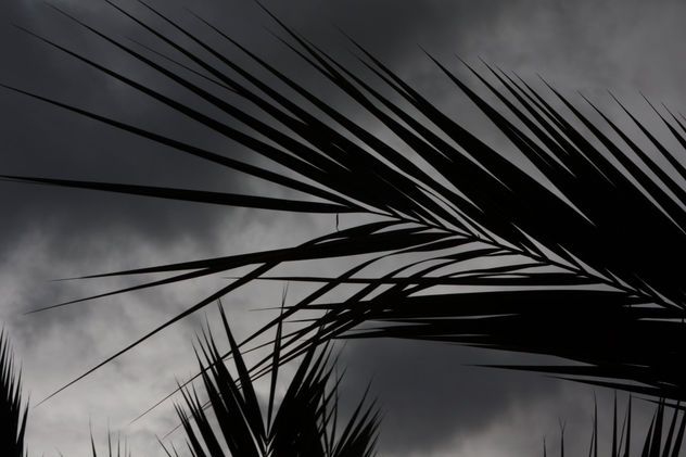 palmera
