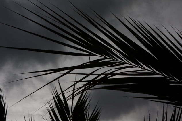 palmera Arquitectura e interiorismo Blanco y Negro (Digital)