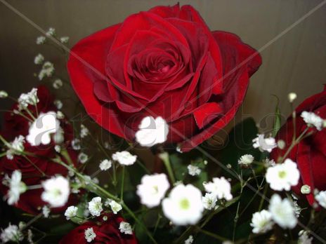 La rosa