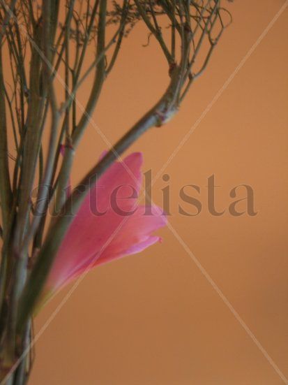 Armonia