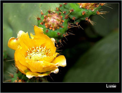 Flor de chumbo