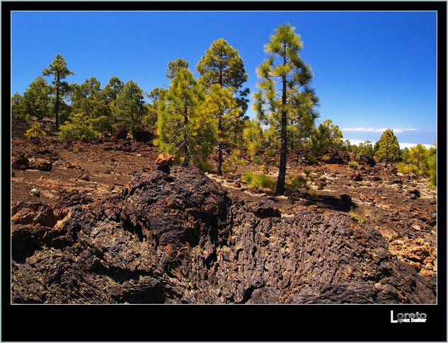 Pinos y lava 