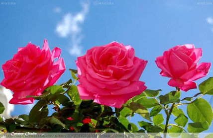 Las Tres Rosas