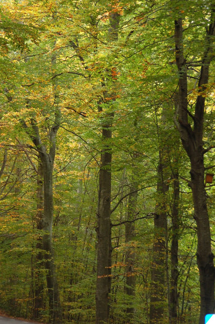 Otoño