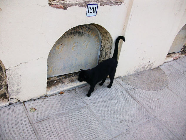 GATO NEGRO 