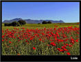 Amapolas