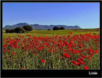 Amapolas