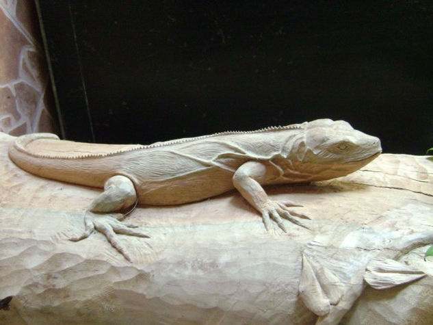 iguana 