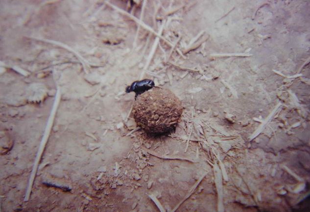 CASCARUDO BOLITA Nature Color (Manual)