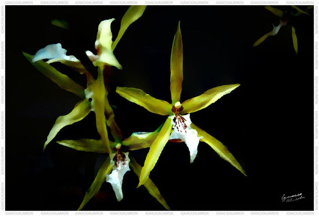 INFLORESCENCIA