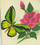 mariposa