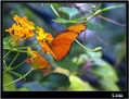 MARIPOSA VIII