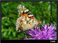 MARIPOSA IX