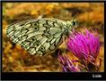 MARIPOSA X