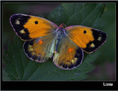 MARIPOSA XI