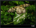 MARIPOSA XIII