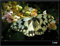 MARIPOSA XIV