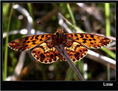 MARIPOSA XVI