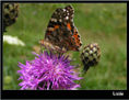 MARIPOSA XVII