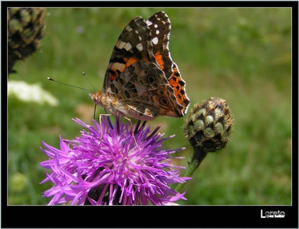 Mariposa xvii