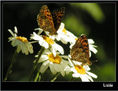 MARIPOSA XVIII