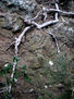 Serie árbol
