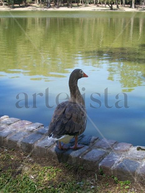Pato