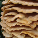 Texturas (Vegetales) thumbnail 1
