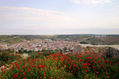 Amapolas en Libisosa. Lezuza. Albacete.