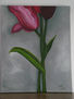 tulipas