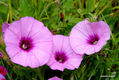 Masflowers