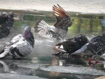 Juegos de Palomas