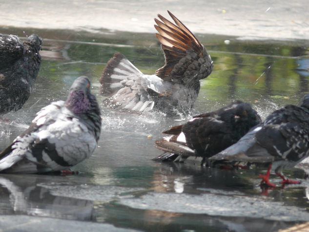 Juegos de Palomas 