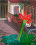 amarilis en la terraza